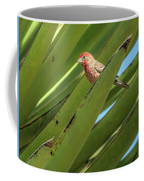 House Coffee Mug featuring the photograph Male House Finch 7498 by Tam Ryan
