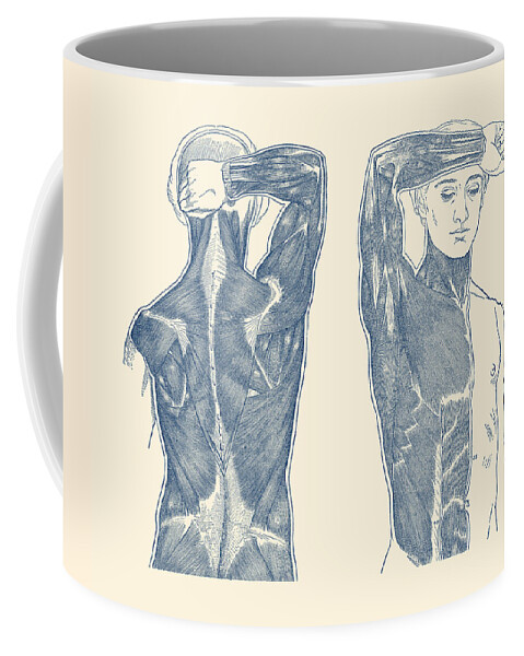 Muscles Coffee Mug featuring the drawing Male Muscular System - Vintage Anatomy Diagram by Vintage Anatomy Prints