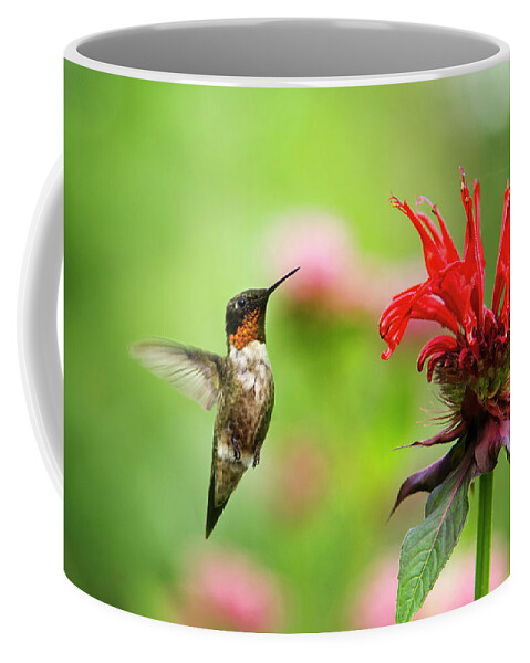 Hummingbird Coffee Mug featuring the photograph Male Ruby-Throated Hummingbird Hovering Near Flowers by Christina Rollo