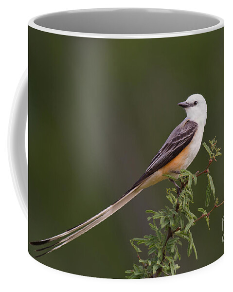 Dave Welling Coffee Mug featuring the photograph Male Scissor-tail Flycatcher Tyrannus Forficatus Wild Texas by Dave Welling
