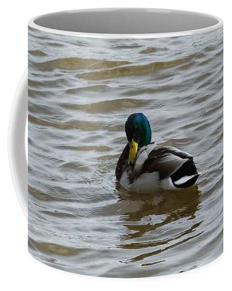 Mallard Coffee Mug featuring the photograph Mallard Back Scratch by Holden The Moment