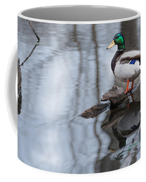 Heron Heaven Coffee Mug featuring the photograph Mallard Drake by Ed Peterson
