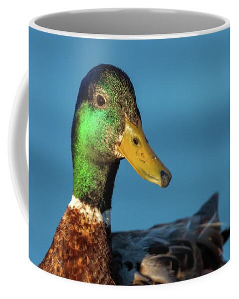 Mallard Duck Coffee Mug featuring the photograph Mallard Duck by Jonathan Nguyen