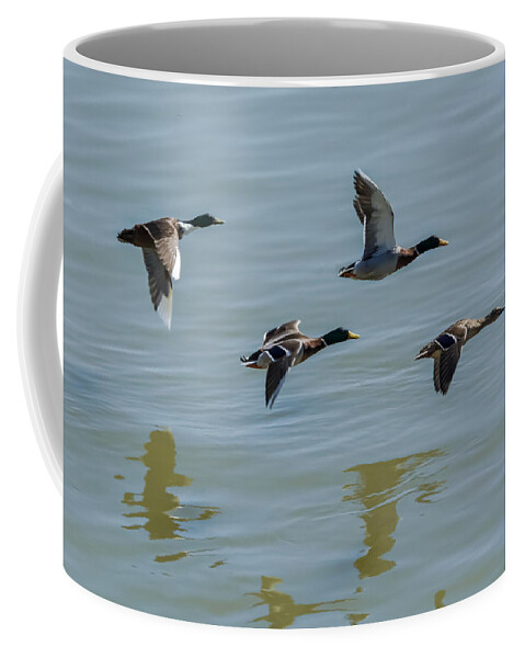 Jan Coffee Mug featuring the photograph Mallards flying over the Ohio by Holden The Moment