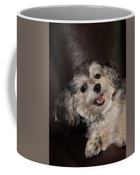 Puppy Coffee Mug featuring the photograph Maltipoo Laying on the Couch by Artful Imagery