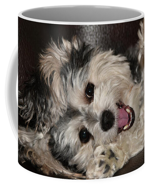 Puppy Coffee Mug featuring the photograph Maltipoo Playing on the Couch by Artful Imagery