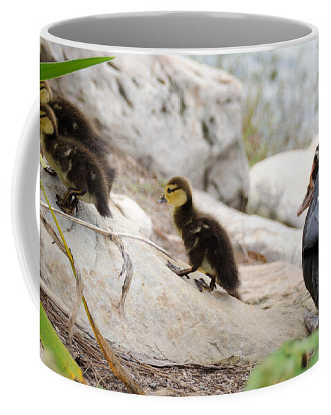 Wild Coffee Mug featuring the photograph Mama Duck by Andrea Anderegg