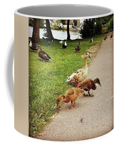 Countrylife Coffee Mug featuring the photograph Mamma Duck by Rowena Tutty