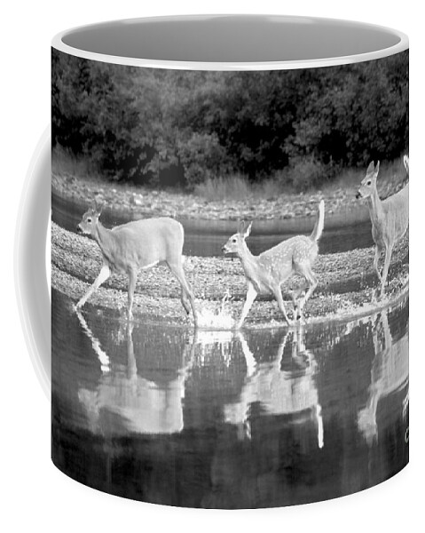  Coffee Mug featuring the photograph Many Glacier Deer 1 by Adam Jewell