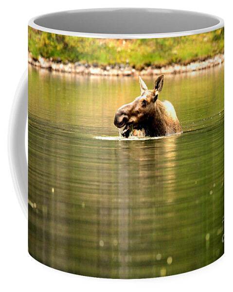  Coffee Mug featuring the photograph Many Glacier Moose 3 by Adam Jewell