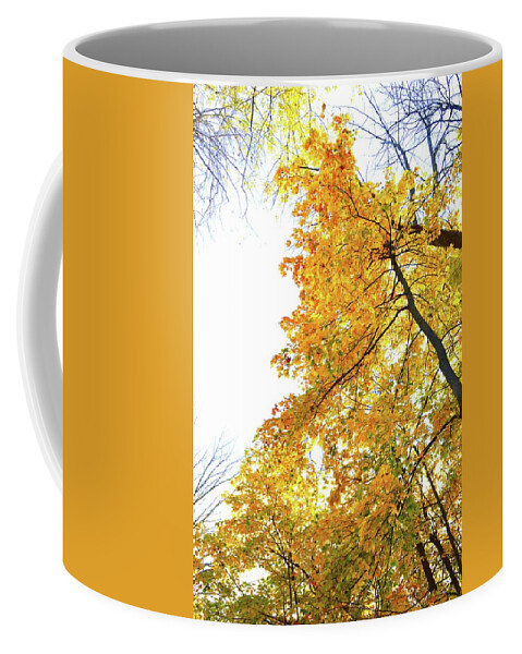 Abstract Coffee Mug featuring the photograph Maple's Above by Lyle Crump