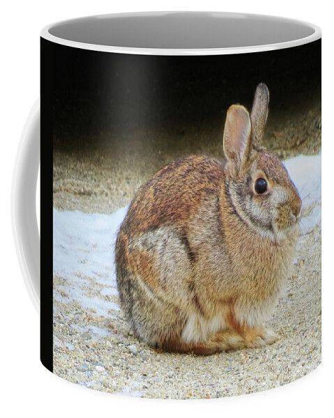 Rabbit Coffee Mug featuring the photograph March Rabbit by MTBobbins Photography