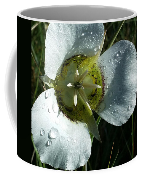 Dew Coffee Mug featuring the photograph Mariposa Dew 2 Rocky Mountain Meadow by Laura Davis