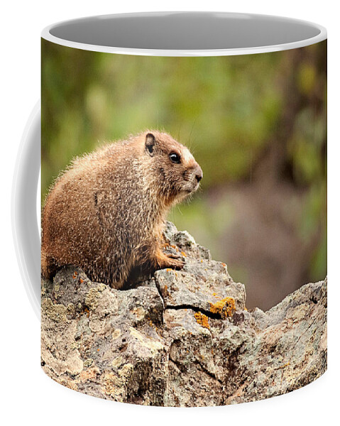Colorado Coffee Mug featuring the photograph Marmot by Lana Trussell