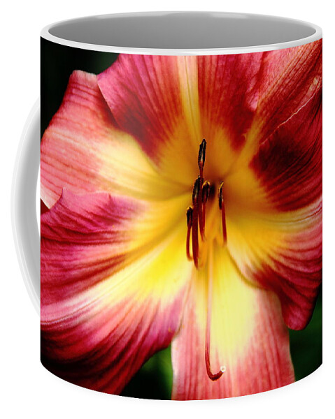 Flower Coffee Mug featuring the photograph Maroon Daylily by Allen Nice-Webb