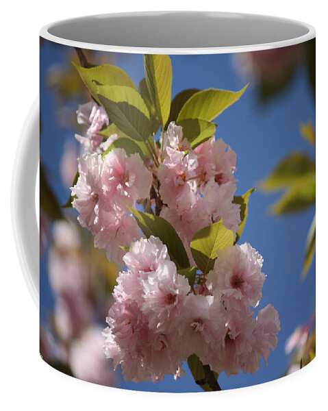 Maryland Coffee Mug featuring the photograph Maryland Cherry Blossoms - In all its Beauty by Ronald Reid