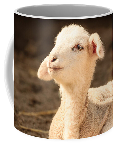 Animal Coffee Mug featuring the photograph Mary's Little Lamb by Joni Eskridge