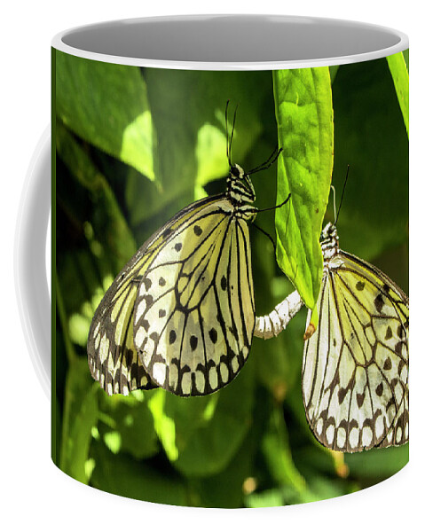 Paper Lace Coffee Mug featuring the photograph Mating Rituals by Holly Ross