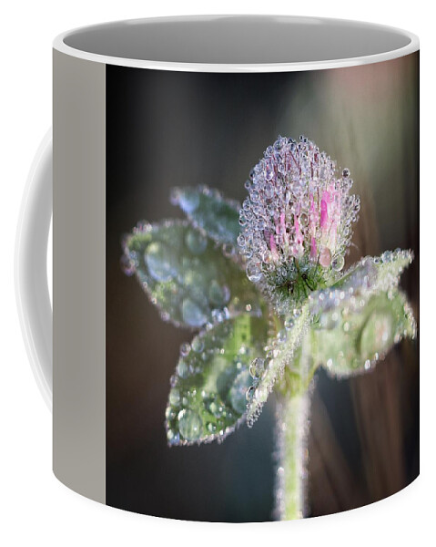 Flower Coffee Mug featuring the photograph Dew on Clover by Alisa Smith Williams