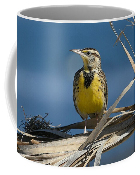 Western Meadowlark Coffee Mug featuring the photograph Meadowlark Beauty by Fraida Gutovich