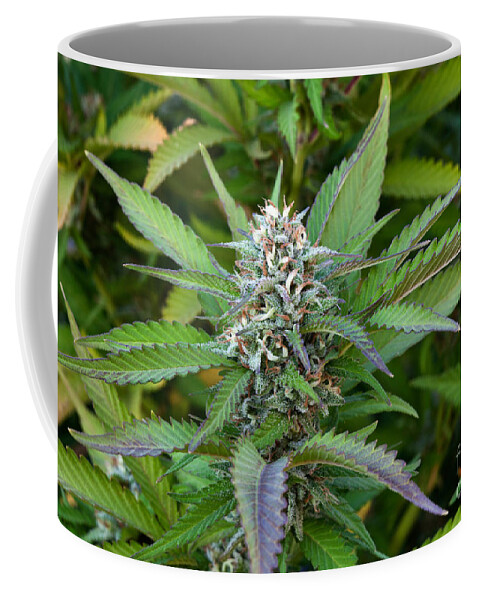 Cannabis Indica Coffee Mug featuring the photograph Medicinal Marijuana Growing by Inga Spence