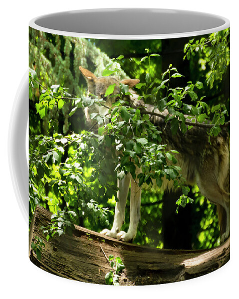 Mexican Grey Wolf Coffee Mug featuring the photograph Mexican Grey Wolf at Attention by Tracy Winter