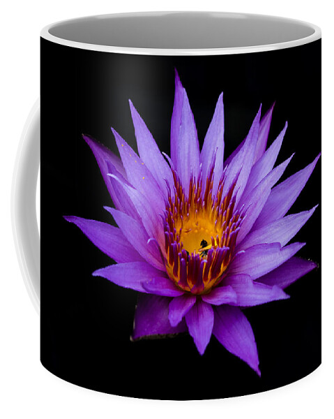 Water Lily Coffee Mug featuring the photograph Midnight Water Lily by Mindy Musick King