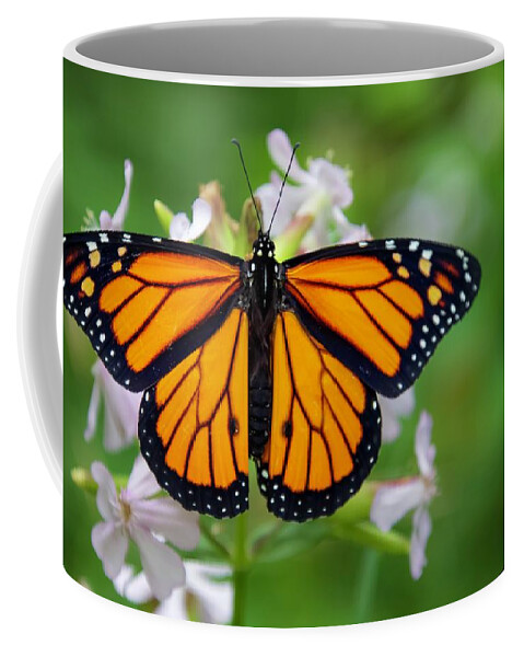 Monarch Coffee Mug featuring the photograph Migration by Terri Hart-Ellis