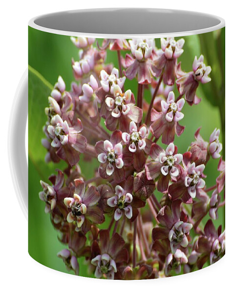 Nature Coffee Mug featuring the photograph Milkweed Flowers by Lyle Crump