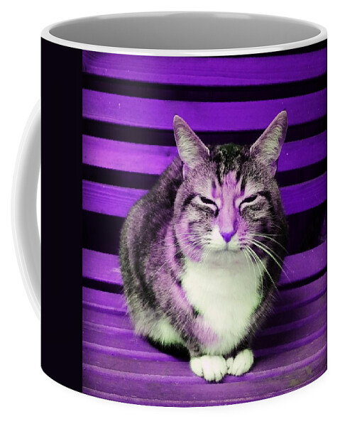 Cat Coffee Mug featuring the photograph Mindful Cat in Violet by Rowena Tutty