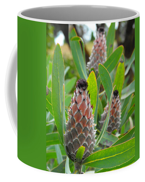 Mink Protea Coffee Mug featuring the photograph Mink Protea Flower by Rebecca Margraf