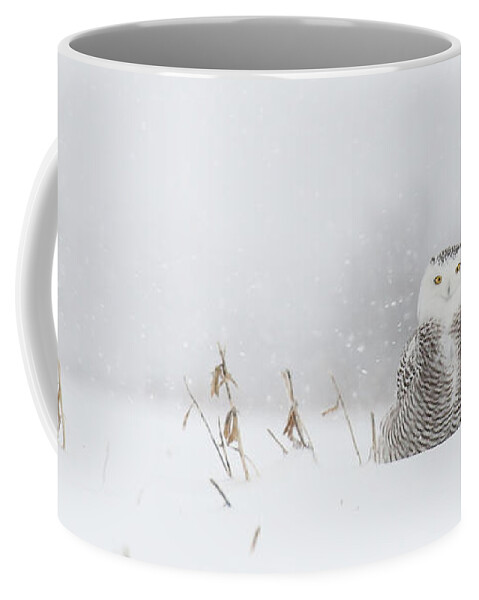Snowy Owls Coffee Mug featuring the photograph Miss snowy owl and her snowflakes by Heather King
