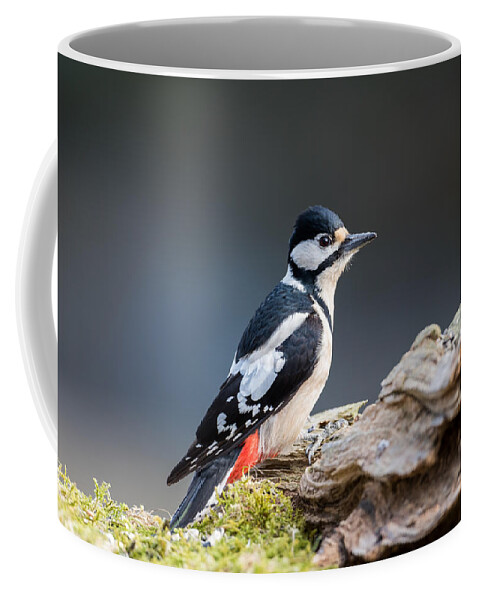 Miss Woodpecker Coffee Mug featuring the photograph Miss Woodpecker by Torbjorn Swenelius