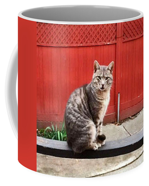 Animal Coffee Mug featuring the photograph Mitch The Boss Cat by Jay Milo