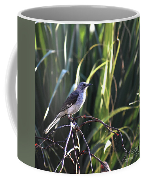 Scenic Coffee Mug featuring the photograph Mocker Portrait by Skip Willits