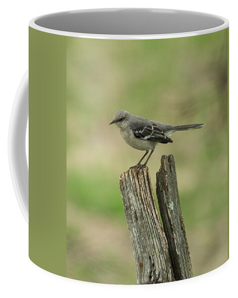 Jan Holden Coffee Mug featuring the photograph Perched on an Old Fence by Holden The Moment