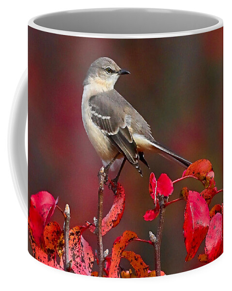 Mockingbird Coffee Mug featuring the photograph Mockingbird on Red by William Jobes