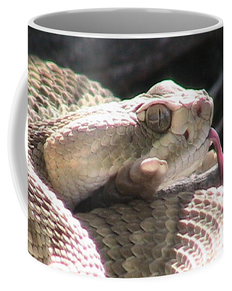 Coiled Coffee Mug featuring the photograph Mojave Rattlesnake 4 by Judy Kennedy