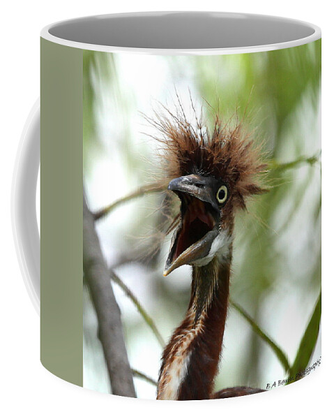Immature Tri-colored Heron Coffee Mug featuring the photograph Momma I am HUNgry by Barbara Bowen