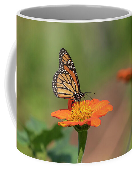 Monarch Butterfly Coffee Mug featuring the photograph Monarch 2018-14 by Thomas Young