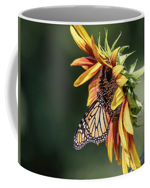 Monarch Butterfly Coffee Mug featuring the photograph Monarch 2018-7 by Thomas Young