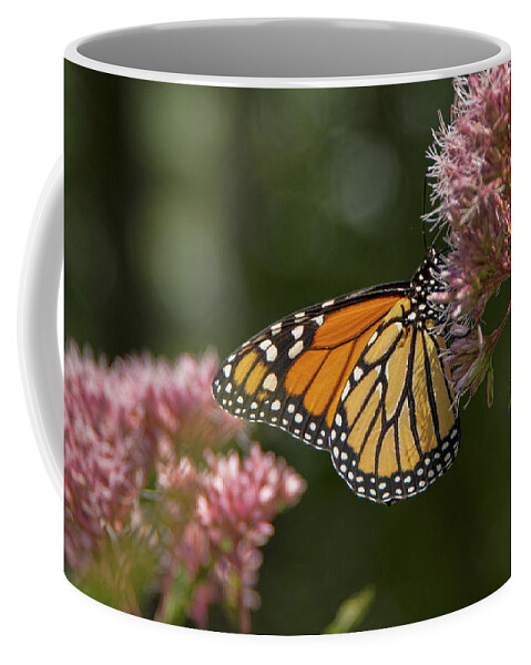 Maine Coffee Mug featuring the photograph Monarch Butterfly by Alana Ranney