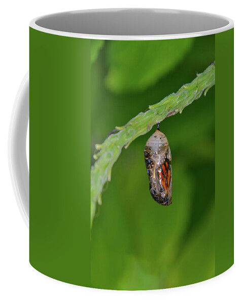 Chrysalis.butterfly Coffee Mug featuring the photograph Monarch Butterfly Chrysalis Showing a Wing by Artful Imagery