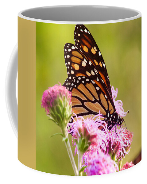 Monarch Coffee Mug featuring the photograph Monarch Butterfly square by Hermes Fine Art