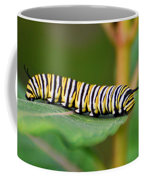 Monarch Coffee Mug featuring the photograph Monarch Caterpillar on Milkweed by Kerri Farley