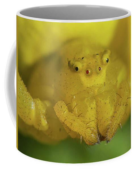 Spider Coffee Mug featuring the photograph Monsters, Inc. by Alexey Kljatov