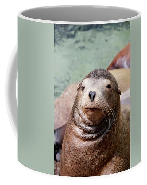 Sea Lions Coffee Mug featuring the photograph Monterey Sea Lion by Art Block Collections