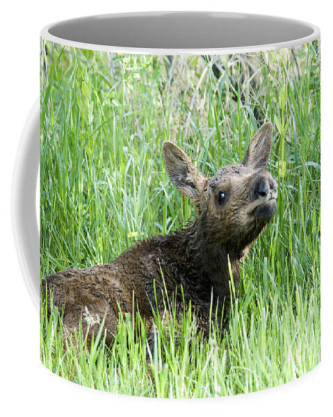 Moose Coffee Mug featuring the photograph Moose Baby by Gary Beeler