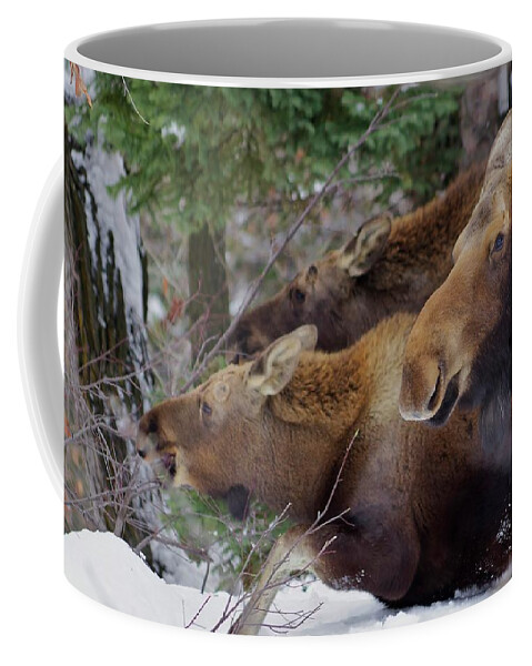 Moose Coffee Mug featuring the photograph Moose Family Lunch by Matt Helm