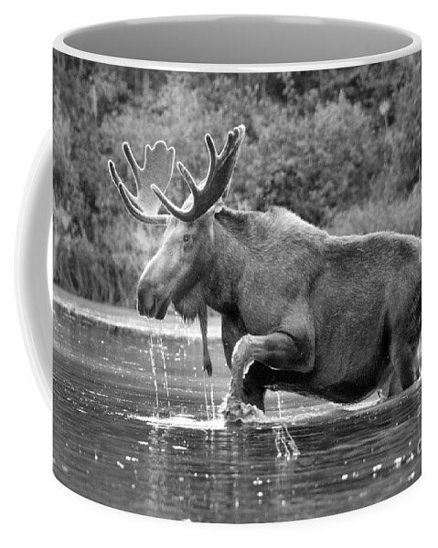 Moose Coffee Mug featuring the photograph Moose Water Shuffle Black And White by Adam Jewell